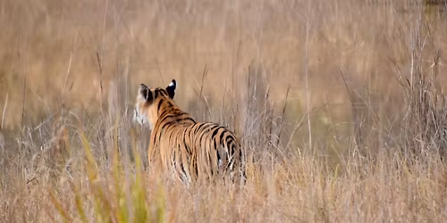 Rejseforedrag fra Indien