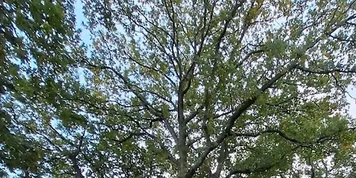 monks wood walk
