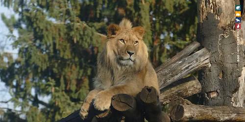 L\u00d6WE, TIGER & Co - RAUBTIERE (WORKSHOP - SCHULKINDER & JUGENDLICHE)