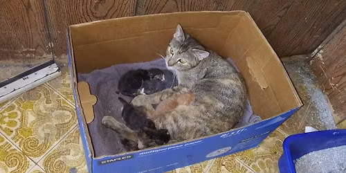 No Kittens for Cat Moms