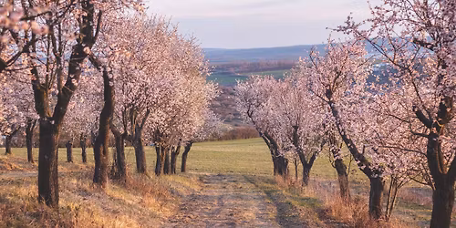 \ud83c\udf38 ALMOND BLOSSOM TOUR IN HUSTOPE\u010cE  \ud83d\udcc5 March 29
