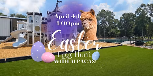 Easter Egg Hunt With Alpacas! 