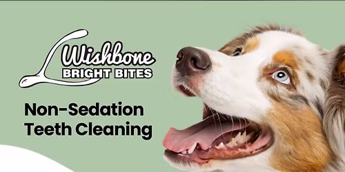 Jurassic Bark No sedation teeth cleaning