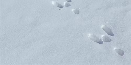 Snowflakes and Storytime