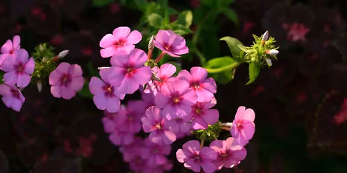 Omvisning: P\u00e5 sporet av litteratur i Botanisk hage