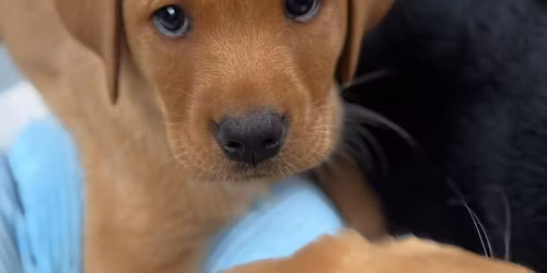 Red Labrador Billericay 