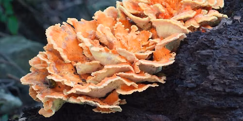 Wild Mushroom Identification & Ecology with Stephan Lukacic in Toronto's High Park
