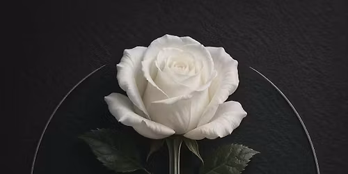 White Rose for Wallace