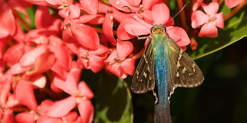 Spring Butterfly Count