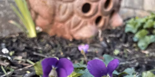 Petals with Purpose: Every day Healing with Flowers