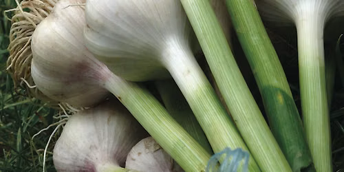 Garlic Growing Workshop