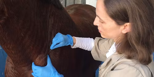 Suche Ig\u0142owanie w Fizjoterapii Koni