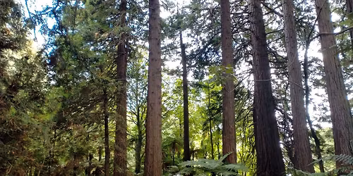 Makaripi 2026 - NZDG Tour Event