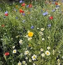 Cleadon Park - Explore Wild Plants Walk