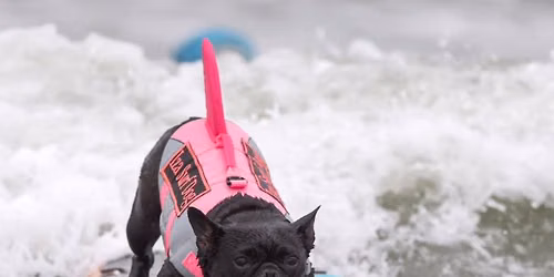 World Dog Surfing Championship Ruck \ud83c\udf0a\ud83d\udc3e