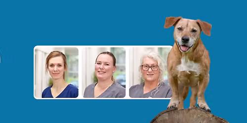  \ud83d\udc36 Foredrag: Ser du tegnene i tide? Hj\u00e6lp din hund til et godt seniorliv