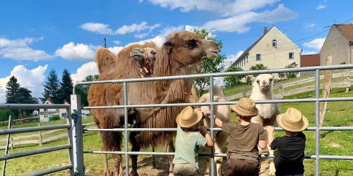 Tag der offenen T\u00fcr auf dem Kamelhof