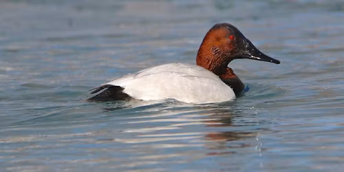 Belle Isle Winter Birding