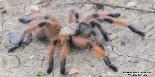 FREE Talk: "Notable Invertebrates of the RGV"