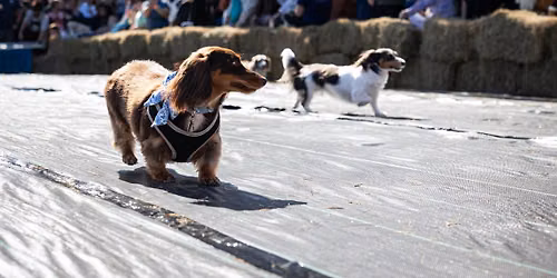 Savannah Wiener Dog Races