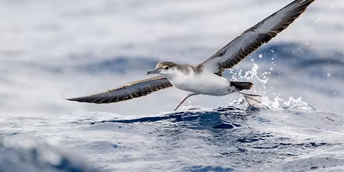 Summer Pelagic-Palm Beach Pelagics 7\/11\/2026