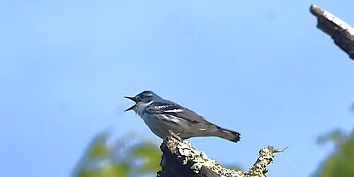 East Brunswick 2026 Spring Birding Day
