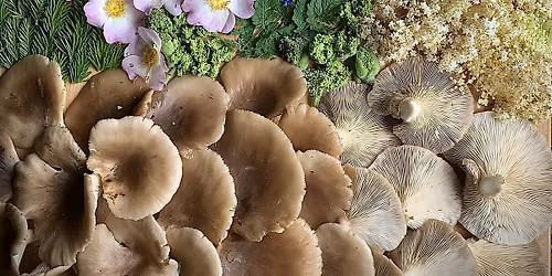 Midsummer Forage