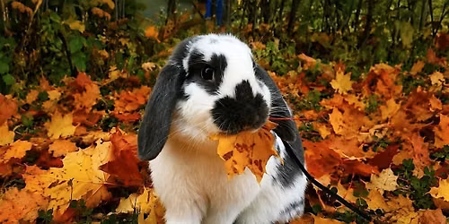 Pumpkin Patch at the Barn