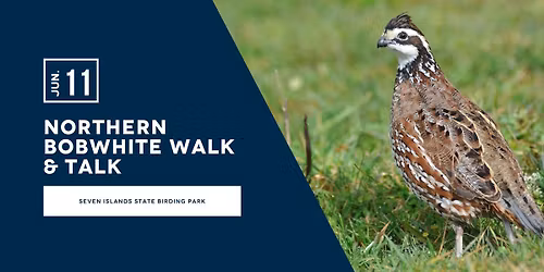 Northern Bobwhite Walk & Talk