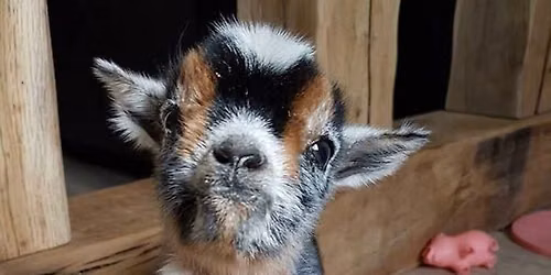Baby Goat Party!!