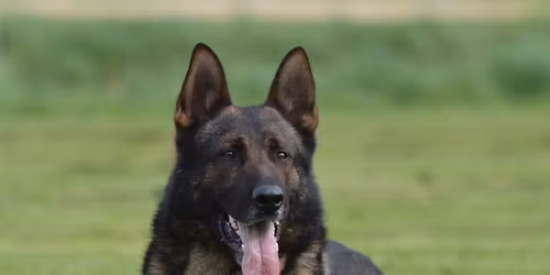 O.G. Buckeye Schutzhund Club Spring 2026 Trial