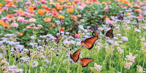 Help Create a Pollinator Garden