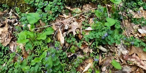Foraging Hike