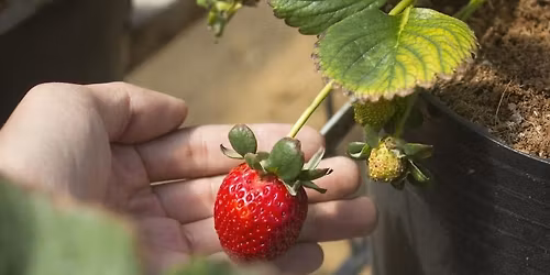 Biblioteket kalder p\u00e5 dig til gr\u00f8nt nabof\u00e6llesskab