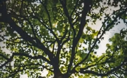 IRIS SKIPWORTH, 'Entangled Roots', Stories from around the globe, deep roots entwined with our own