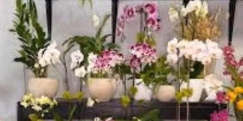 OSOS Orchid\/Plant Auction, and Orchid Supplies Sale