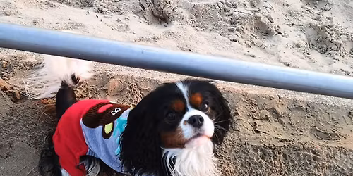 Cavalier Christmas Jumpers Walk 