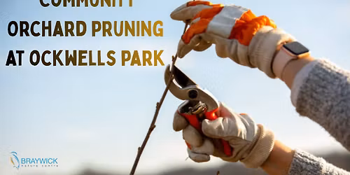 Community orchard pruning at Ockwells Park