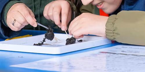 Family Event: Kestrel Pellet Workshop at Sevenoaks Wildlife Reserve