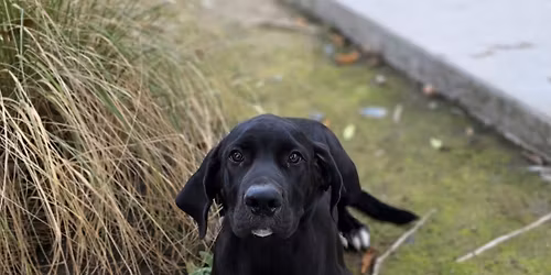 Gabby's Animal Rescue Adoption Event