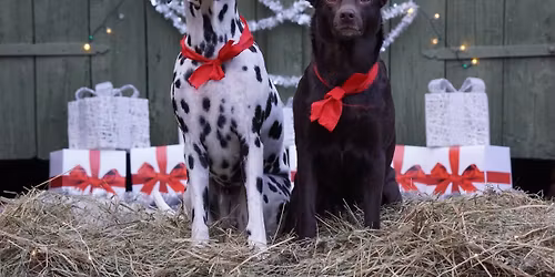 Julmys p\u00e5 Angereds Brukshundklubb