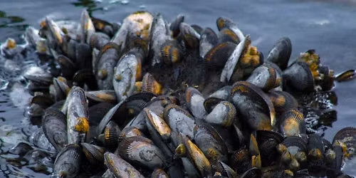 Cultured Mussel Growers Association AGM 
