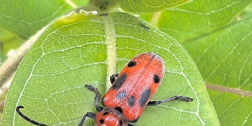 Meet the Beetles (Fall Course)