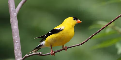 Bird walk with Lee Payne