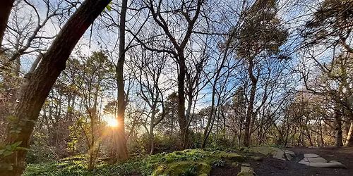 Special Offer - Forest Bathing 'Release and Relax'