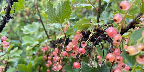 2026 Far North Currant Festival