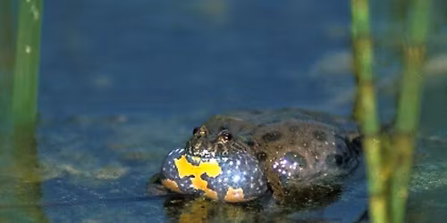 Klokkefr\u00f8spicnictur til Klintholm