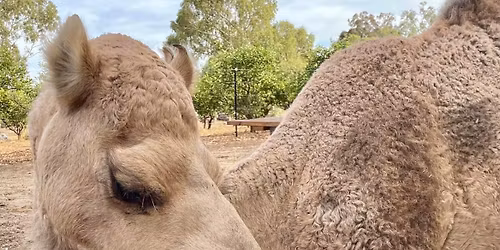 Camel Yoga and Luxury Picnic