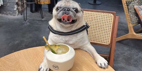 Doggy Date \ud83d\udc36 Wandeling, animatie en lekkers voor onze favoriete viervoeter.