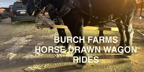 Horse drawn wagon rides along the apple orchards. 